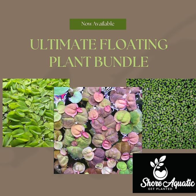 Ultimate Floating Plant Bundle - Duckweed, Red Root Floaters, Salvinia - Aquarium Enthusiasts’ Dream Collection