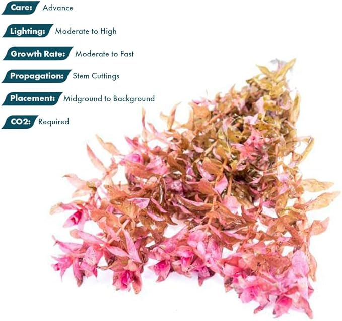 SubstrateSource Live Aquarium Red Stem Plants - Freshwater Aquatic Plant for Fish Tanks, Aquascaping - (Rotala Rotundifolia, 1 Bunch)