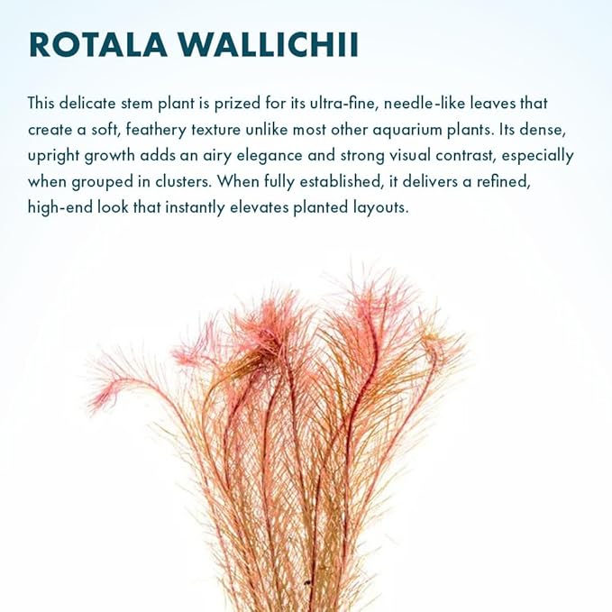 SubstrateSource Live Aquarium Red Stem Plants - Freshwater Aquatic Plant for Fish Tanks, Aquascaping - (Rotala Wallichii, 4 Bunches)