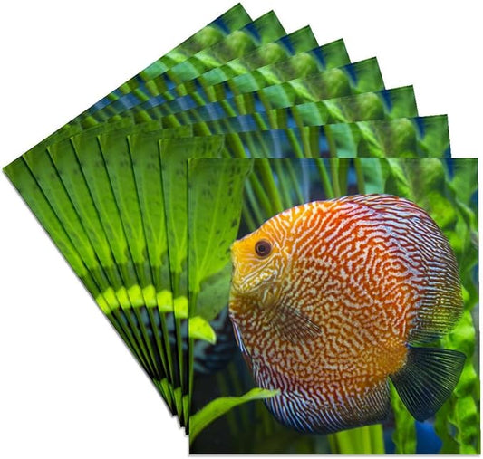 3dRose Super Pigeon Snakeskin Discus, Tropical Freshwater Fish Set of 8 Ceramic Tile Coasters