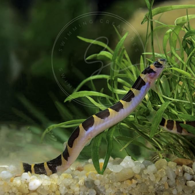 Swimming Creatures™ 3 Kuhli Loach (Pangio kuhlii) – Freshwater Tropical Aquarium Fish Live (Size Approx. 3-4")