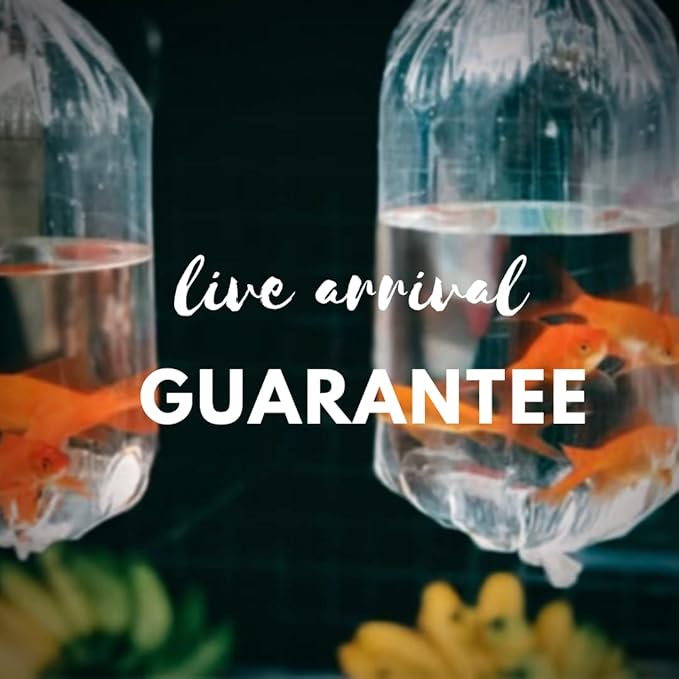 Calico Ranchu Goldfish 3" - Live Fish for Aquarium, Exotic Freshwater, Live Aquarium Fish