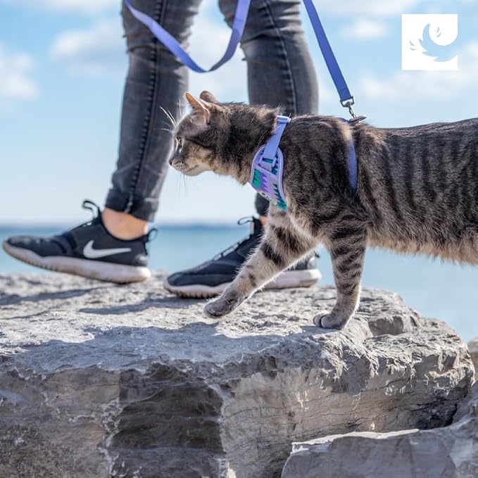 RC Pets Adventure Kitty Harness Includes Adjustable, Airmesh Fabric, 6' Leash and D-Ring Cat Walking Harness | Maldives, Small