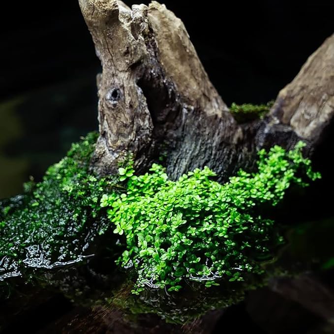 SubstrateSource Live Aquarium Stem Plants - Freshwater Aquatic Plant for Fish Tanks, Aquascaping - (Bacopa Australis, 1 Bunch)