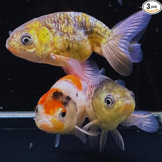 Calico Ranchu Goldfish 2" (Pack of 3 Fish) - Live Fish for Aquarium Exotic Freshwater Live Fish, Live Aquarium Fish, Live Fish, Live Freshwater Fish Freshwater Fish Live Buy Live Fish