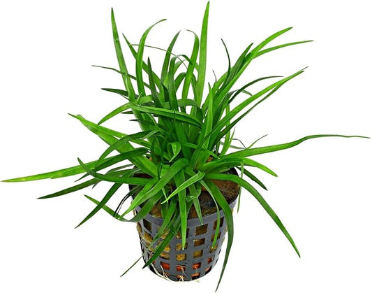 Foreground Potted Live Aquarium Plants | Freshwater Aquatic Plants for Aquariums (Vietnamese Eriocaulon, 1)