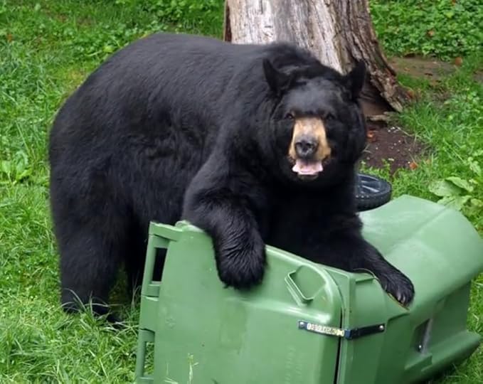 Trash Lock Original Two Strap Lid Lock, Very Secure, Deter Black Bears, Keep Raccoons, and Squirrels Out of Your Trash (Black, Original Two Strap), Patent Pending Design