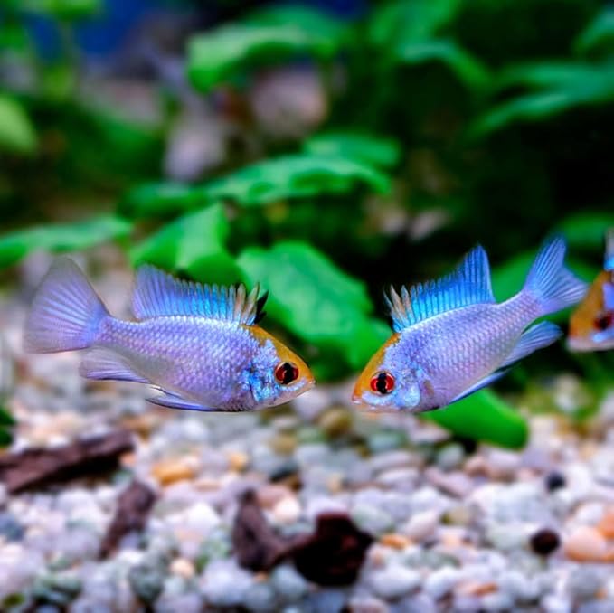 Electric Blue Ram Cichlid (Pack of 2 Fish) - Aquarium Exotic Freshwater Live Fish