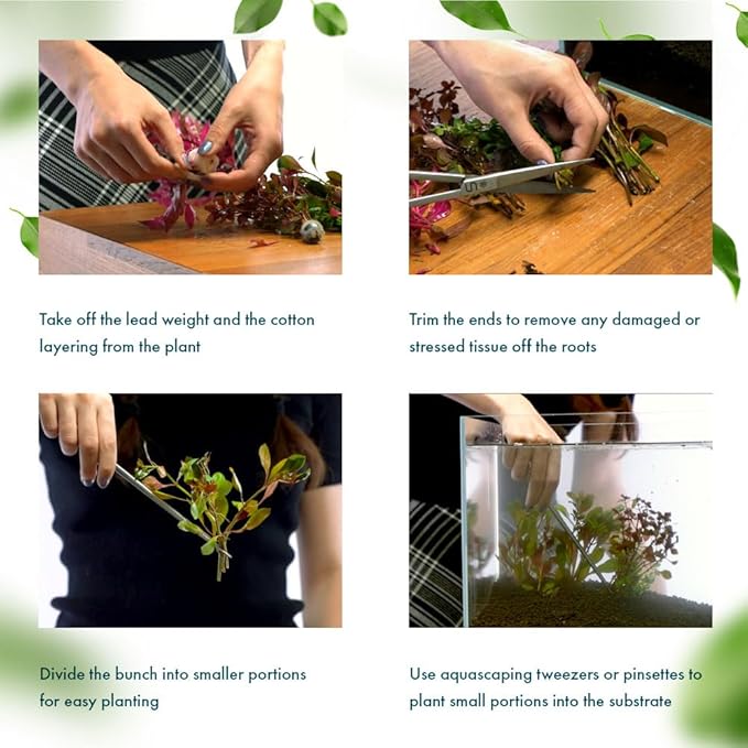 SubstrateSource Live Aquarium Stem Plants - Freshwater Aquatic Plant for Fish Tanks, Aquascaping - (Rotala Ceylon, 4 Bunches)