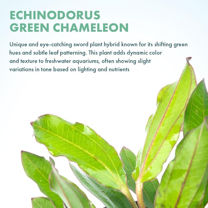 SubstrateSource Live Plants - Echinodorus ‘Green Chameleon’ (Echinodorus sp.) - Medium to High Light, Green Red Accent, Midground to Background Placement, Freshwater Aquatic Plant - Pot