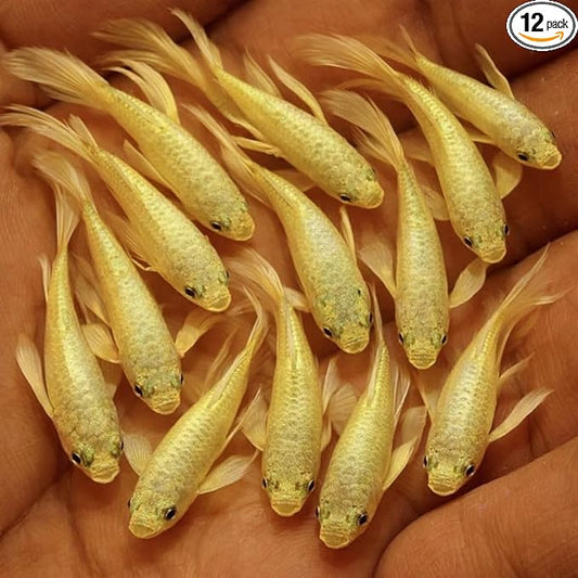 Live Full Gold Guppy Fry 12 Count Freshwater Aquarium Fish for Community and Planted Tanks Juvenile Guppies for Grow Out Aquariums Peaceful Tropical Fish with Live Arrival Guarantee
