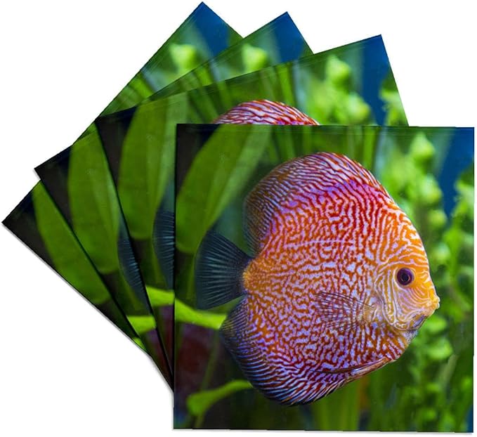 3dRose Super Pigeon Snakeskin Discus, Tropical Freshwater Fish. Set of 4 Ceramic Tile Coasters