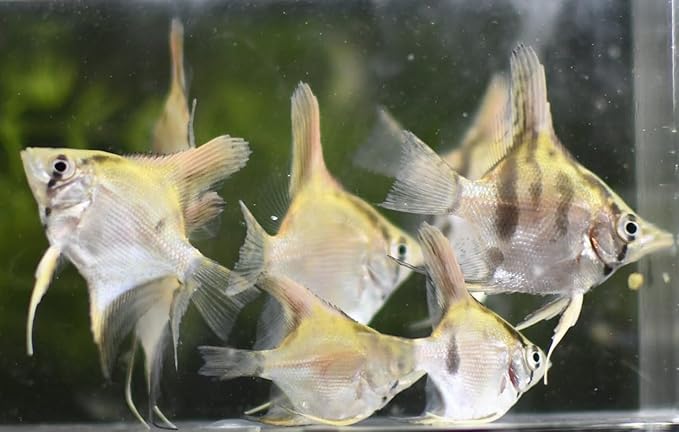 3 Pack - Assorted Color Angelfish Live Freshwater Aquarium Fish Silver, Black, Blue, Marble, Pinoy, Koi, Panda