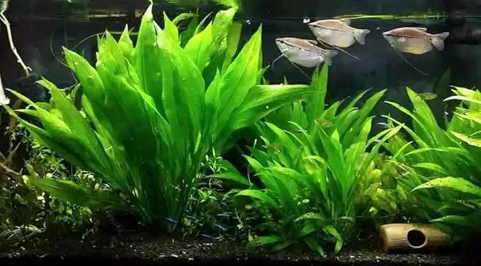 Marcus Fish Tanks - Amazon Sword Echinodorus Bleheri Easy Live Aquarium Plants for Aquatic Freshwater Fish Tank Buy 2 GET 1