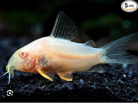 5 Albino CORYDORAS Live Freshwater Fish. Live Arrival Guarantee.