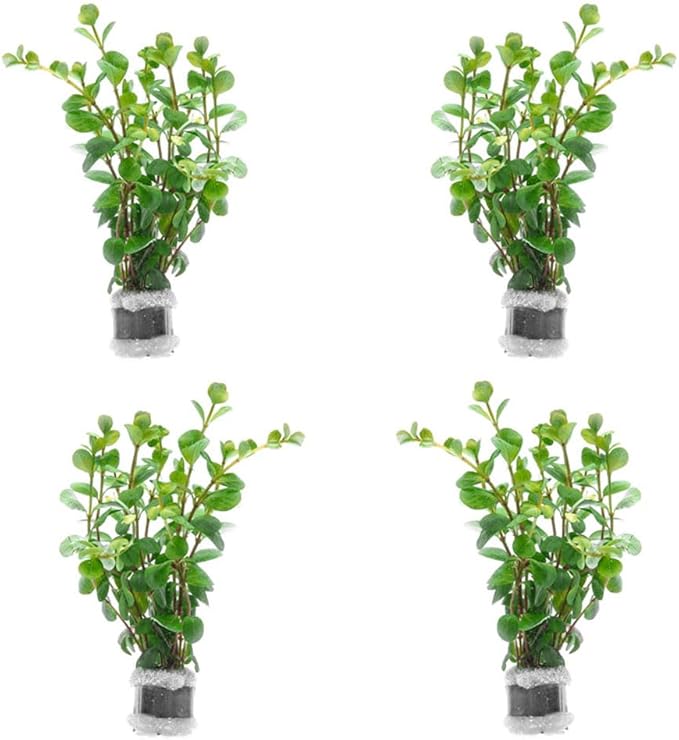 SubstrateSource Live Aquarium Stem Plants - Freshwater Aquatic Plant for Fish Tanks, Aquascaping - (Rotala Ceylon, 4 Bunches)