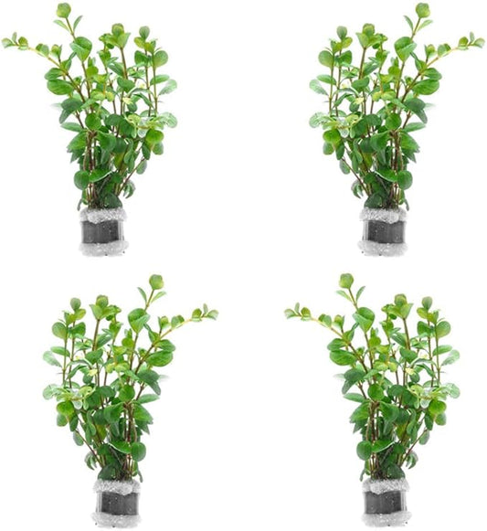 SubstrateSource Live Aquarium Stem Plants - Freshwater Aquatic Plant for Fish Tanks, Aquascaping - (Rotala Ceylon, 4 Bunches)