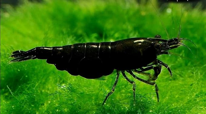ShrimpRack™ 10 Live Freshwater Shrimps for Your Planted Tanks, Nano Aquariums. Fully Mature Breeding Age. Live Arrival Guarantee. Pick Your Colors (Black Rose)