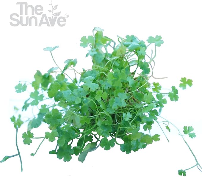 Dwarf Pennywort Hydrocotyle Tripartita Japan Live Aquarium Freshwater Plants Decoration
