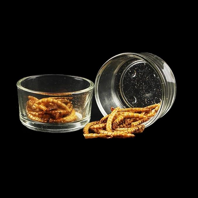 Senzeal 4X Glass Reptile Feeding Dish Food Water Bowl Feeder Bowl Cup Basin Tray Container for Small Pets Reptile Lizard Spider Scorpion Corn Snake Centipede Crickets