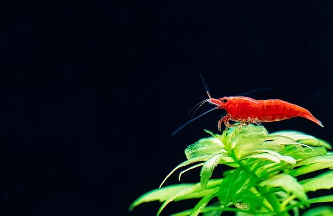 10+ High Grade Fire Red Cherry Shrimps Neocaridina Live Freshwater Shrimp Aquarium Inverts High-Grade Cherry Neocaridina Live Arrive Gurrentee