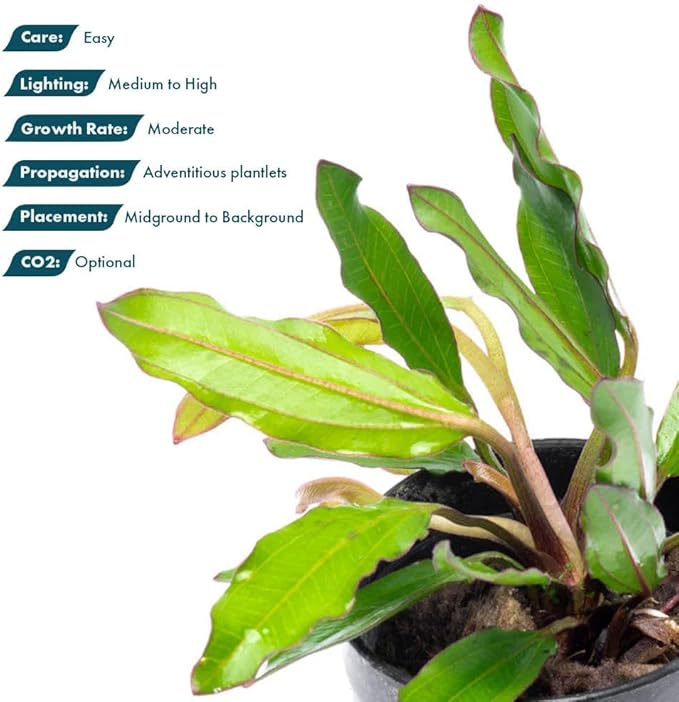 SubstrateSource Live Plants - Echinodorus ‘Green Chameleon’ (Echinodorus sp.) - Medium to High Light, Green Red Accent, Midground to Background Placement, Freshwater Aquatic Plant - Pot
