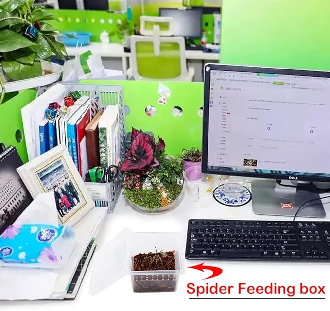 DQITJ 20 Pcs Spider Terrariums Breeding Box Hatching Container Acrylic Feeding Box for Small Reptile Scorpion Centipede Insect (Small Size)