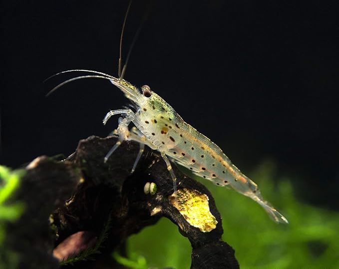 15+ Amano Shrimps Algae Cleaner Inverts Live Freshwater Aquarium Shrimps 1/4" - 1/2" - Live Shrimp Arrival Guarantee DOA Cover Included