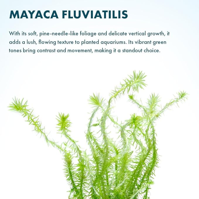 SubstrateSource Live Aquarium Stem Plants - Freshwater Aquatic Plant for Fish Tanks, Aquascaping - (Mayaca Fluviatilis, 4 Bunches)