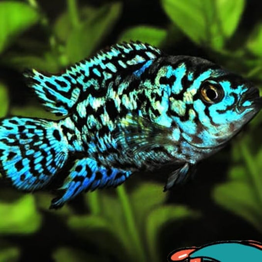 Electric Blue Jack Dempsey Cichlid (Pack of 2 Fish) Aquarium Exotic Freshwater Live Fish