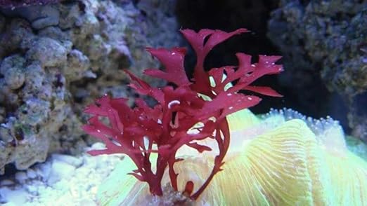 Live Saltwater Plant Red Gracilaria Hayi Red Bush Macro Algae Reef Refugium Coral Saltwater - 1 Inch Frag