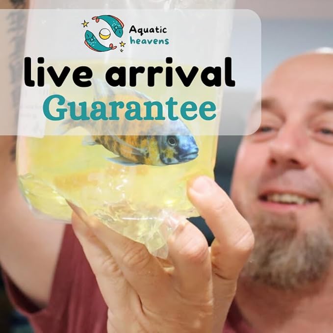 Koi Swordtail (pack of 5) - Live Fish for Aquarium Exotic Freshwater Live Fish, Live Aquarium Fish, Live Fish, Live Freshwater Fish Freshwater Fish Live Buy Live Fish