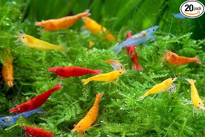 Las Vegas Exotic Fish™ Neocaridina Shrimp Live Freshwater Shrimp Aquarium Inverts (Live Guarantee or Replacemnt is Free) (Mix, 20) Free Plant