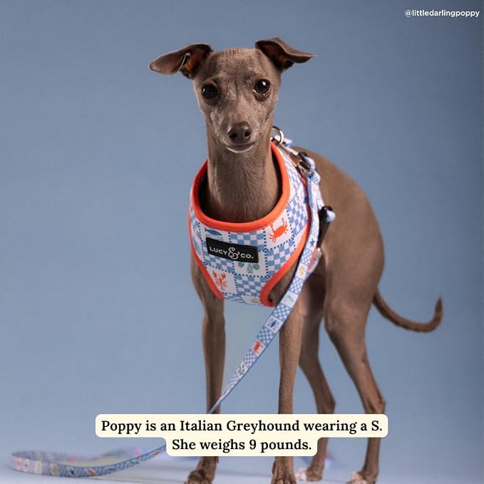 Lucy & Co. Sunny in Sicily Reversible Dog Harness, Adjustable Comfort Fit with Dual Leash Attachments, Medium