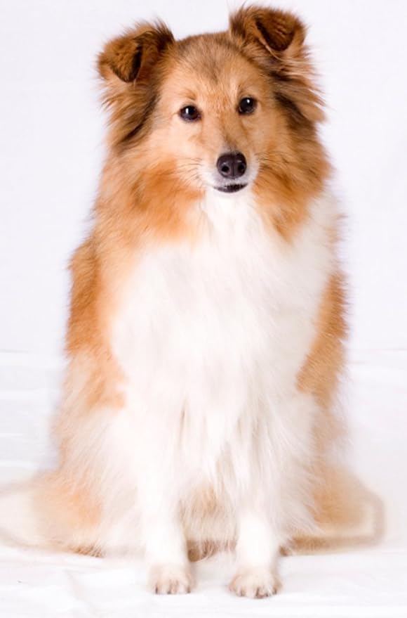 RenuPlex Extra Strength Dog Shampoo - Supports Skin Problems. Unconditional Guarantee. Made in USA
