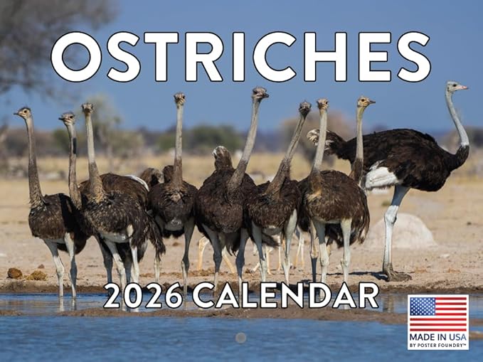 Ostrich Calendar 2026 Wall Monthly Ostrichs Gifts For Ostrich Lovers Women Men | American Made In The USA