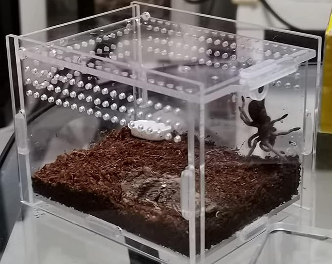 AWXZOM Magnetic Acrylic Case, micro habitat small Tarantula Enclosure enclosure for arboreal Tarantula Scorpion Sling Lizards Mantis Snake Gecko jumping spider snail Insect Isopods (3.5*3.5*3.7inch)