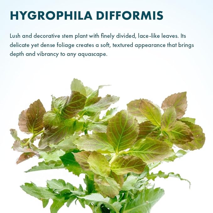 SubstrateSource Live Aquarium Stem Plants - Freshwater Aquatic Plant for Fish Tanks, Aquascaping - (Water Wisteria Hygrophila Difformis, 1 Bunch)