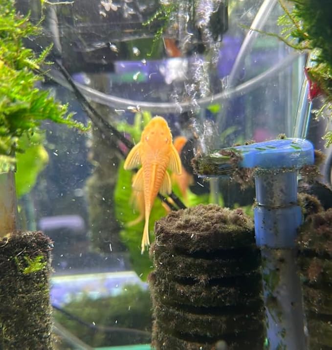 Albino Bushy Nose Pleco (1/2 inch) (Pack of 6 Fish) - Aquarium Exotic Freshwater Live Fish