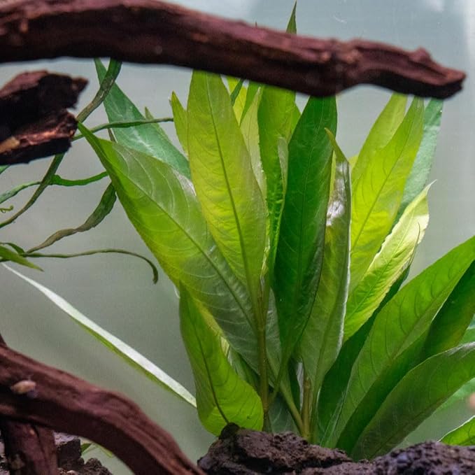 SubstrateSource Live Plants – Nomaphila Stricta – Moderate to High Light, Green, Midground to Background Accent – Lead Bunch, 4 Pack