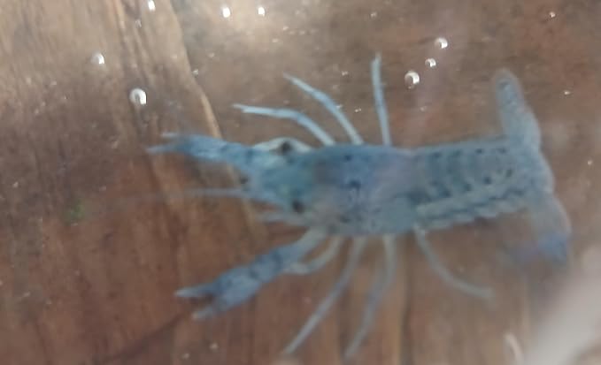 1 Live Electric Blue Crayfish -Live for Aquarium or Pond, Live Crawdad Juvenille Approx Size is 1 in to 4 in. We can not Ship to California, Alaska, Hawaii, Wisconsin Due to regulatory restrictions.