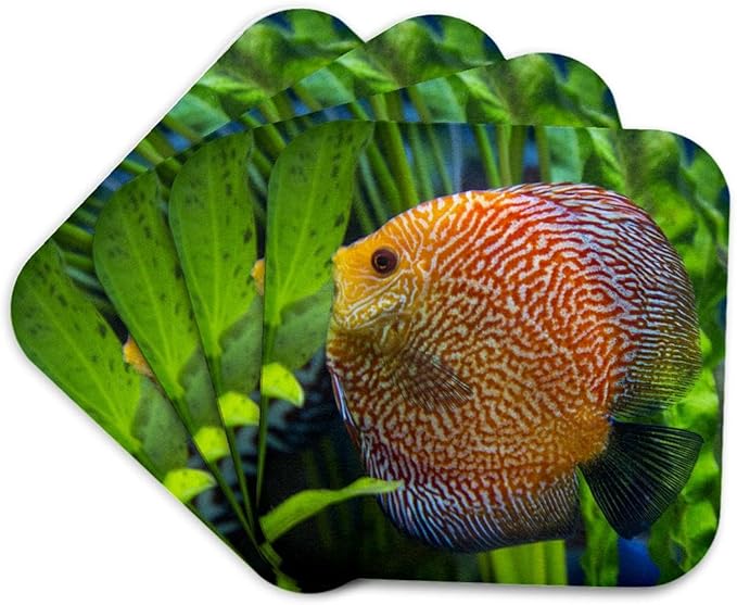 3dRose Super Pigeon Snakeskin Discus, Tropical Freshwater Fish Set of 4 Coasters - Cork