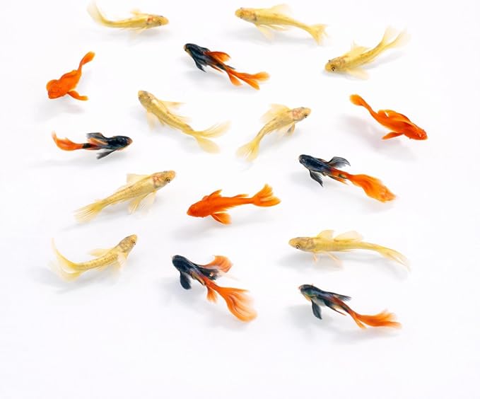Premium Live Fish Combo – Pack of 9 (3 Dambo Red Rose, 3 Goldfish Koi Standard Fin, 3 Full Gold 24K Guppies) – Vibrant Colors, Hardy & Active