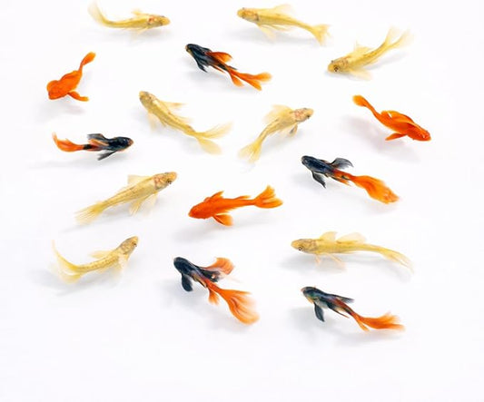 Premium Live Fish Combo – Pack of 9 (3 Dambo Red Rose, 3 Goldfish Koi Standard Fin, 3 Full Gold 24K Guppies) – Vibrant Colors, Hardy & Active