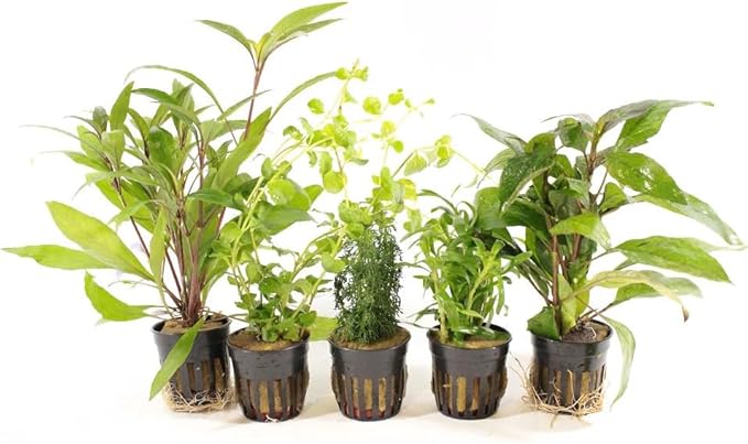 Live Freshwater Aquarium Plants - 5 Assorted Potted for Fish Tanks - (Grower's Choice) Beginner Friendly