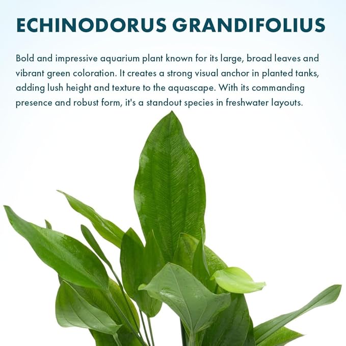 SubstrateSource Echinodorus Grandifolius Sword Live Plant for Freshwater Aquariums, Natural Fish Tank Decorations, and Aquatic Decor (1 Pot (2-3 Plants))