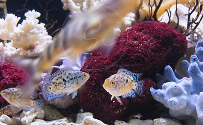 Swimming Creatures Blue Electric Dempsey (Rocio octofasciata) Approx. Size 0.75" - AKA Jack Dempsey Cichlid Freshwater Aquarium Fish Live (4 Pack)