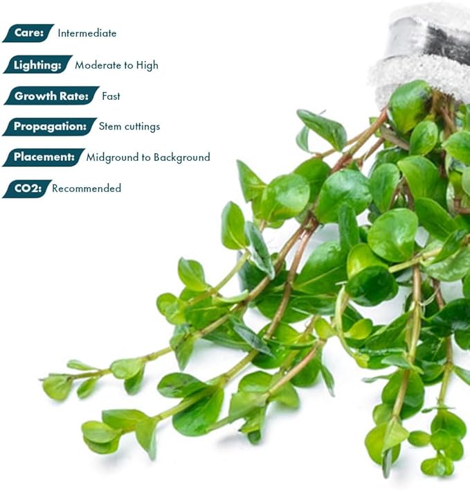 SubstrateSource Live Aquarium Stem Plants - Freshwater Aquatic Plant for Fish Tanks, Aquascaping - (Rotala Ceylon, 4 Bunches)