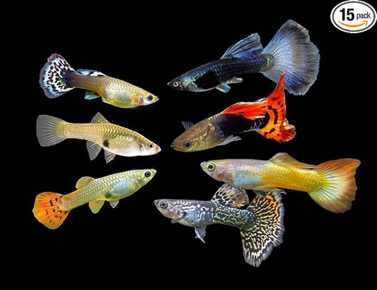 Swimming Creatures™ 15 Assorted Male & Female Guppy Live Tropical Freshwater Aquarium Fish