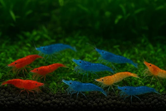 7 Orange & 7 Blue Dream & 7 Fire Red Three Mix Colors Live Shrimps Freshwater Shrimp High Grade Live Shrimps – Freshwater Shrimp Aquarium Inverts – with Live Arrival Guarantee